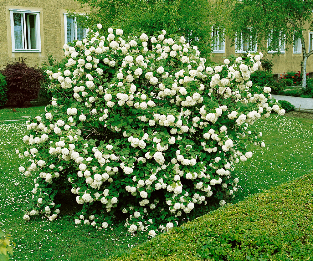 Viburnum opulus , Kalina obyčajná, K9