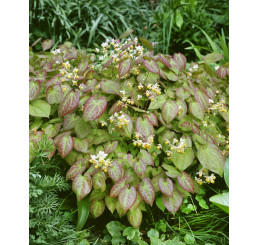 Epimedium x versicolor ´Sulphureum´ / Krpčiarka, C1