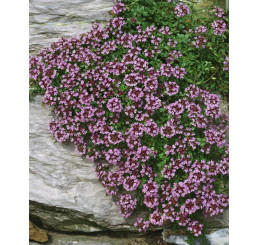 Thymus serpyllum / Materina dúška úzkolistá, K9