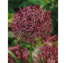 Allium christophii / Okrasný cesnak, bal. 5 ks, 12/14