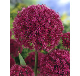 Allium ´Purple Sensation´ / Purpurový cesnak, bal. 5 ks, 12/+