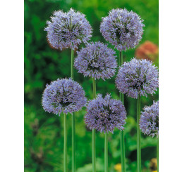Allium caeruleum / Okrasný cesnak modrý, bal. 10 ks, 4/+