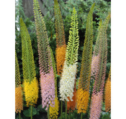 Eremurus ´Ruiter Hybride´ / Kleopatrina ihla zmes, I.