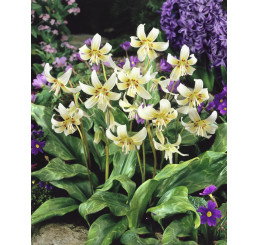 Erythronium ´White beauty´ / Kandík biely, bal. 2 ks, I.