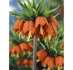 Fritillaria imper. ´Rubra Maxima´ / Cisárska koruna červená, 20/24