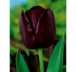 Tulipa ´Queen of Night´ / Tulipán ´Kráľovná noci´, bal. 7 ks, 11/12