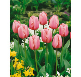 Tulipa ´Pink Impression´ / Tulipán, bal. 5 ks, 11/12