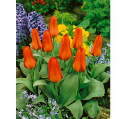 Tulipa ´Oriental Beauty´ / Tulipán, bal. 5 ks, 11/12