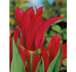 Tulipa ´Dolls Minuet´ / Tulipán, bal. 5 ks, 11/12