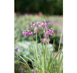 Allium cernuum´ / Okrasný cesnak, bal. 5 ks / I