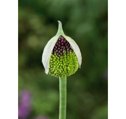 Allium ´Forelock´ / Okrasný cesnak, bal. 1 ks, 14/+