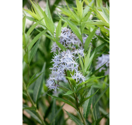 Amsonia tabernaemontana ´Blue Ice´/ Amzónia Tabernaemontanova, K9