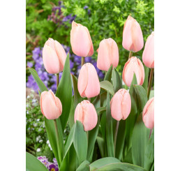 Tulipa ´Apricot Pride´ / Tulipán, bal. 5 ks, 11/12