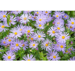 Aster x frikartii ´Mönch´ / Astra Frikartova, C1,5