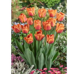 Tulipa ´Brown Sugar´ / Tulipán, bal. 5 ks, 12+