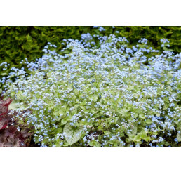 Brunnera macrophylla ´Jack Frost´ / Brunera, C1