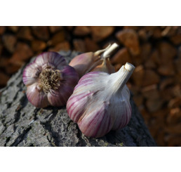 Allium sativum ´Janko´ / Sadbový cesnak, bal. 3 hlavičiek, 125 g