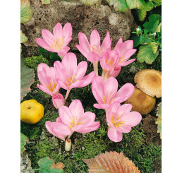 Crocus speciosus / Šafran jesenný, bal. 15 ks, 5/+