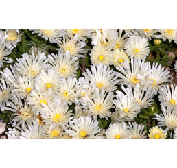 Delosperma basuticum  'White Nugget' / Delosperma, K9