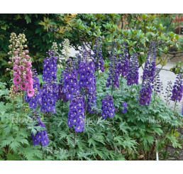 Delphinium 'Excalibur Dark Blue/White Bee' / Stračonôžka, C1,5