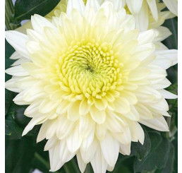 Dendranthema x indicum / Chrysanthemum ´Gompie White´/ Chryzantéma, K9