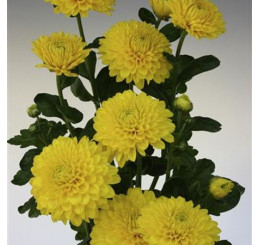Dendranthema x indicum / Chrysanthemum ´Wendy Yellow´/ Chryzantéma, K9