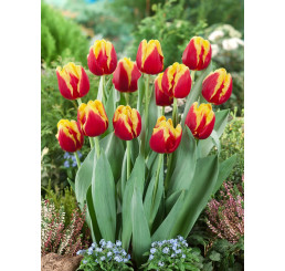 Tulipa ´Denmark´ / Tulipán, bal. 5 ks, 12+
