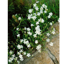 Dianthus deltoides ´Albus´ / Klinček slzičkový, K9