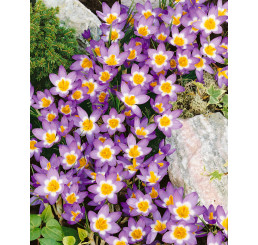 Crocus sieberi ´Tricolor´ / Botanický šafran, bal. 15 ks, 5/+