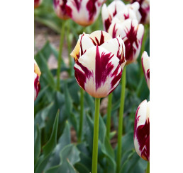 Tulipa ´Grand Perfection´ / Tulipán, bal. 5 ks, 11/12