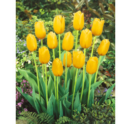 Tulipa ´Muscadet´ / Tulipán, bal. 5 ks, 12+