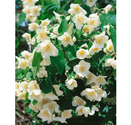 Philadelphus coronarius  ´Virginal´ / Pajazmín vencový, 40-50 cm, C2