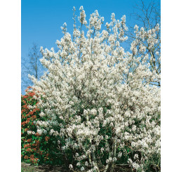 Amelanchier lamarckii / Muchovník Lamarckov, 60-80 cm, C2