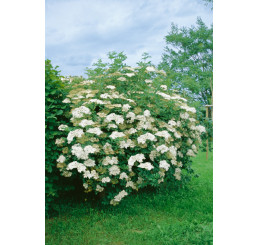 Sambucus nigra / Baza čierna, bal. 10 ks, 30-50 cm, VK, na živý plot