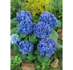 Hydrangea macrophylla ´Renate Steiniger´ / Hortenzia kalinolistá, 20-30 cm, C2