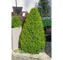 Buxus sempervirens / Krušpán vždyzelený, 12-15 cm, K9