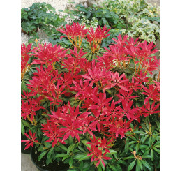 Pieris japonica ´Forest Flame´ / Pieris japonský, 20-25 cm, C2