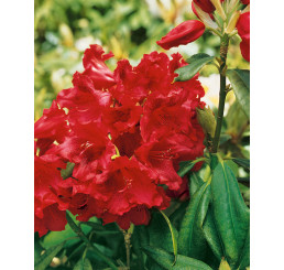 Rhododendron hybr. ´Nova Zembla´ / Rododendrón červený, 40-50 cm, C5