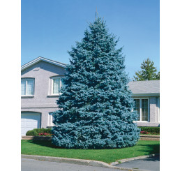 Picea pungens ´Glauca´ / Smrek pichľavý, 50-60 cm, KB
