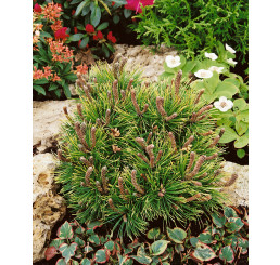 Pinus mugo ´Ophir´ / Kosodrevina, 30-35 cm, C7,5