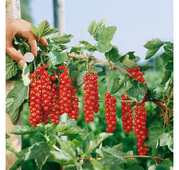 Ribes rubrum ´Rovada´ / Ríbezľa červená, kmienok, 1 výh., VK
