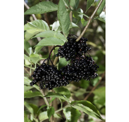 Sambucus nigra ´Haschberg´ / Baza čierna, 80-100 cm, C7,5