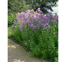 Campanula lactiflora ´Loddon Anna´ / Zvonček širokolistý, C1,5