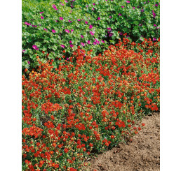 Helianthemum hybrida ´Cerise Queen´ / Devätorník hybridný, K9