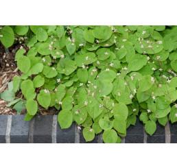 Epimedium pubigerum / Krpčiarka biela, C1,5