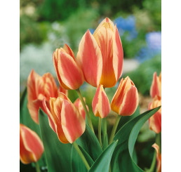 Tulipa ´Quebec´ / Tulipán, bal. 5 ks, 11/12