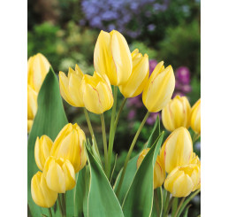 Tulipa ´Antoinette´ / Tulipán, bal. 5 ks, 11/12