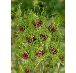 Allium vineale ´Hair´ / Okrasný cesnak, bal. 5 ks, 5/+