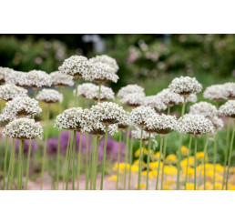 Allium ´Nigrum (Multibulb.)´ / Okrasný cesnak čierny, bal. 3 ks, 10/12