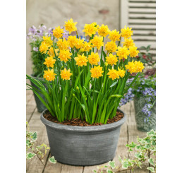 Narcis ´Tete Bouclé´ / Narcis, bal. 5 ks, 11/12